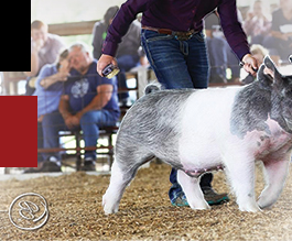 Wisconsin Bred Coalition